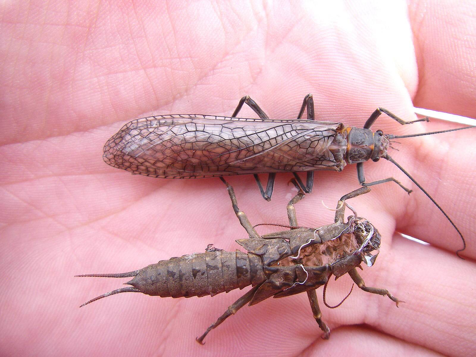 Stonefly Shell Stonefly Species Pteronarcys californica (Giant Salmonfly)