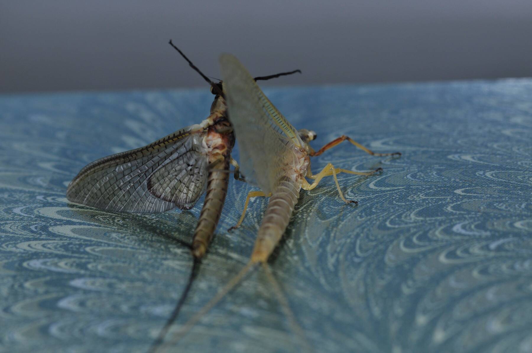 Mayfly Genus Hexagenia