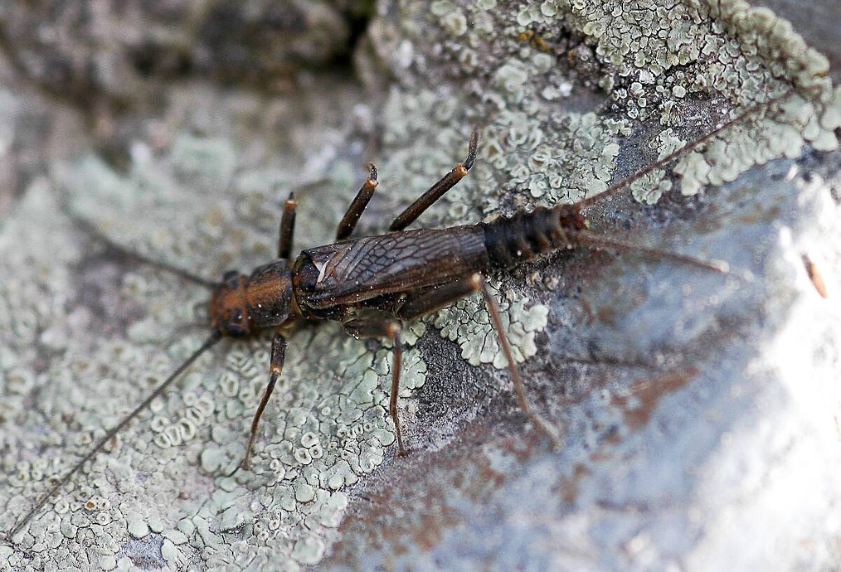 Male Skwala (Large Springfly) Stonefly Adult Pictures
