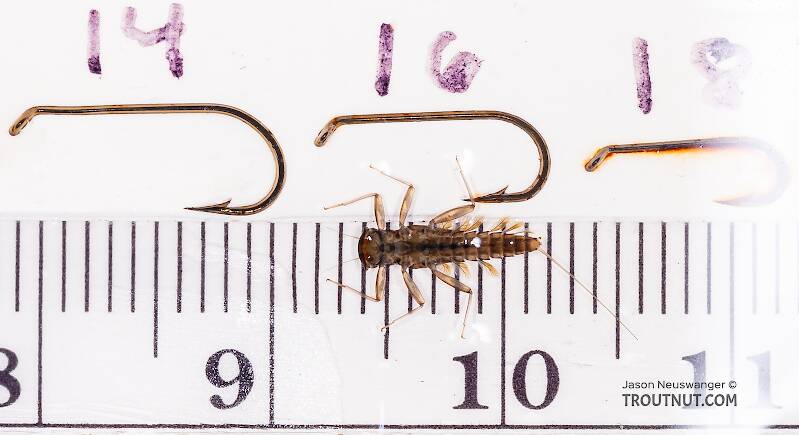 Red Runner Nymphs Ruler Cinygmula ramaleyi (Small Western Gordon Quill) Mayfly Nymph Pictures