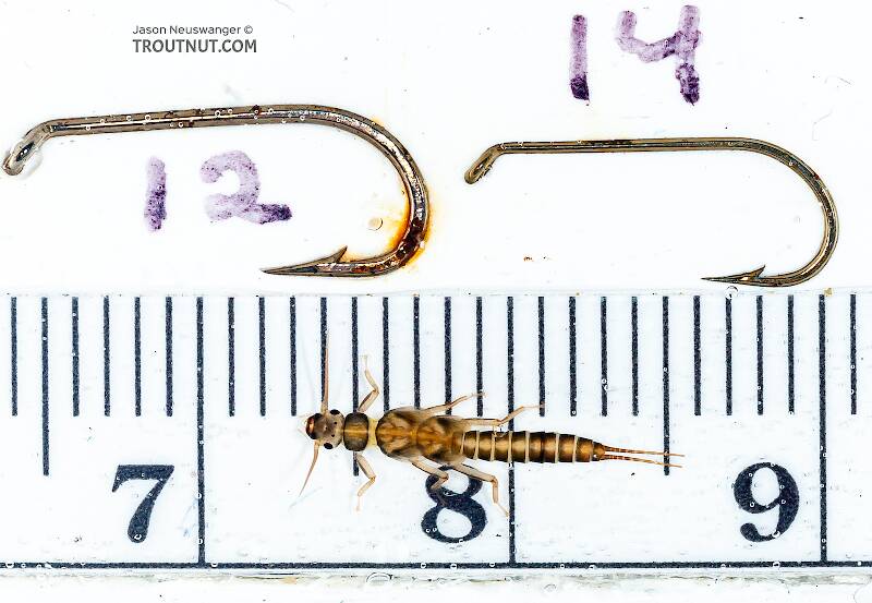 Red Runner Nymphs Ruler Suwallia (Sallfly) Stonefly Nymph Pictures