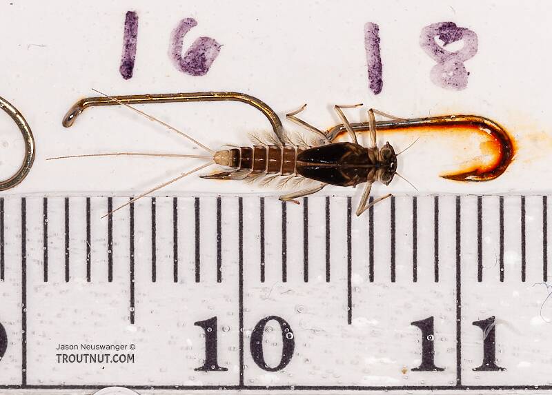 Red Runner Nymphs Ruler Cinygmula (Dark Red Quill) Mayfly Nymph Pictures