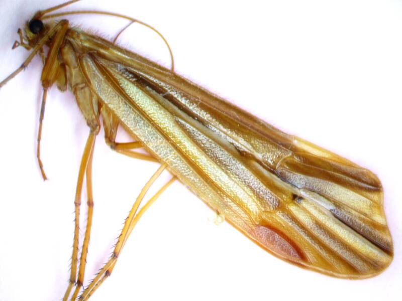 Caddisfly Genus Psychoglypha (Snow Sedges)