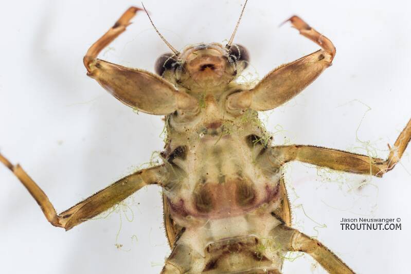 Drunella grandis (Western Green Drake) Mayfly Nymph Pictures