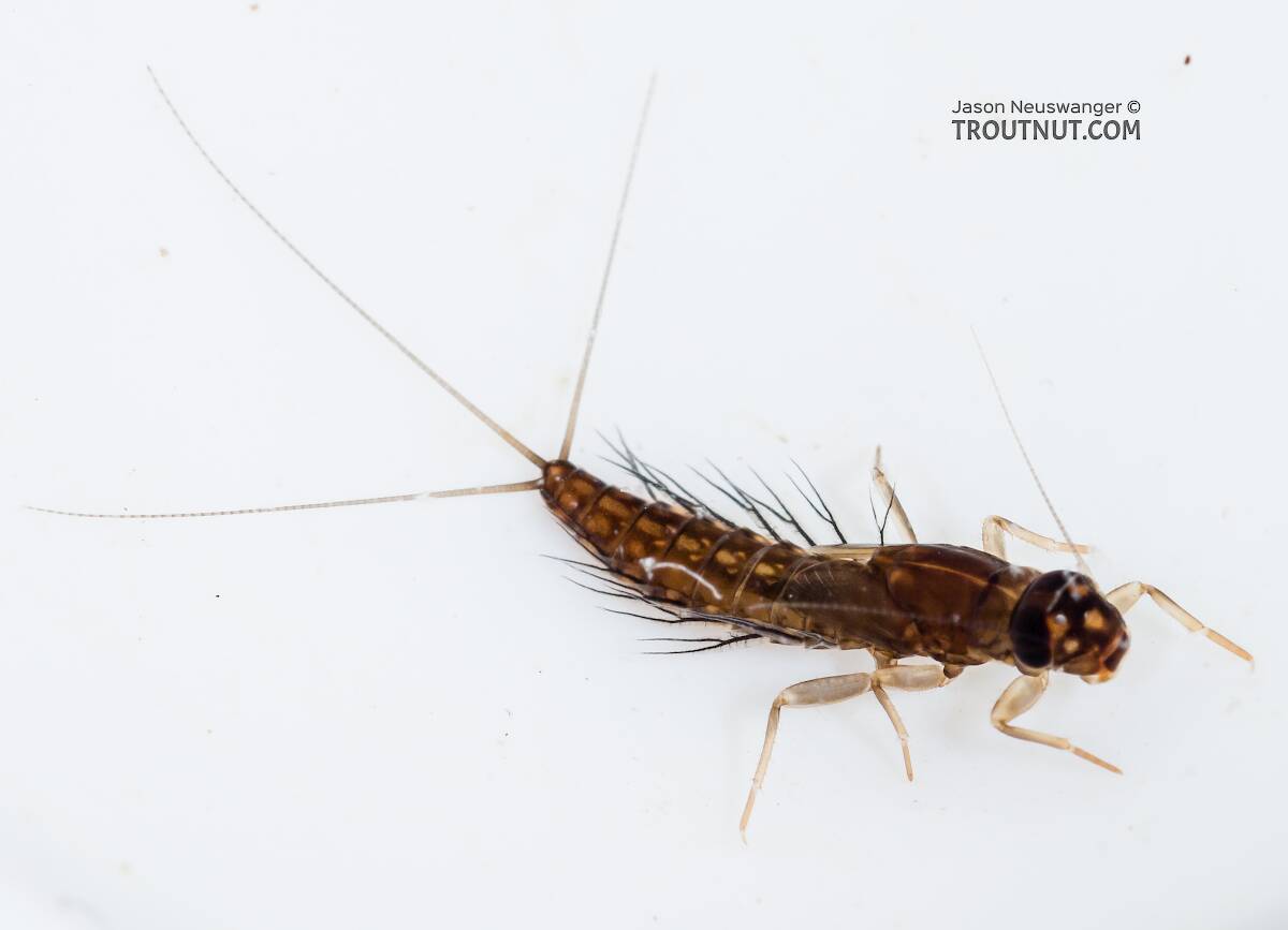 Neoleptophlebia Mayfly Nymph Pictures
