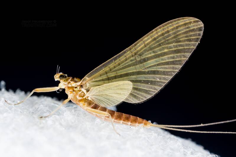 Female Cinygmula (Dark Red Quill) Mayfly Dun Pictures