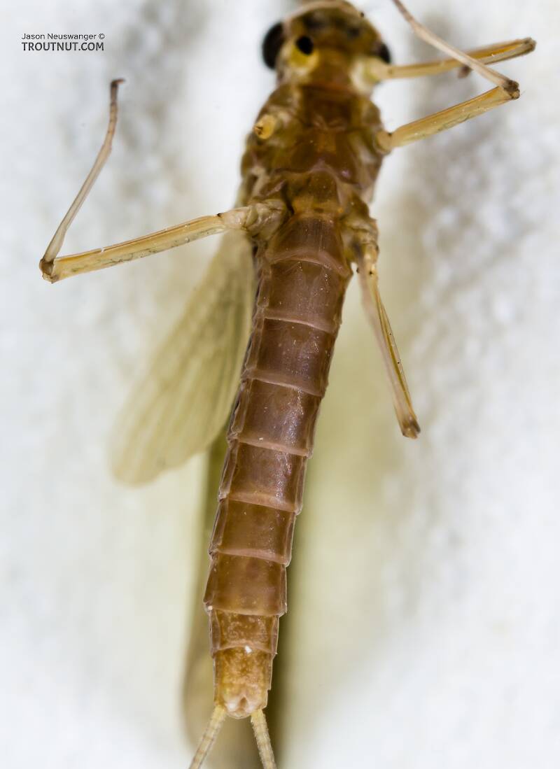 Female Cinygmula (Dark Red Quill) Mayfly Dun Pictures