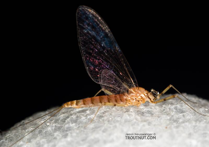 Female Cinygmula (Dark Red Quill) Mayfly Spinner Pictures