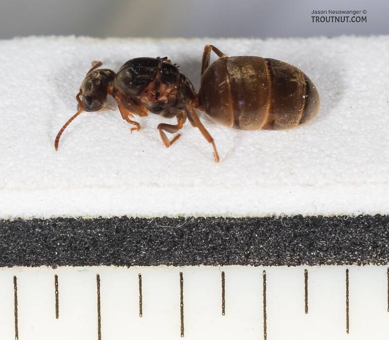 Female Formicidae (Ant) Insect Adult Pictures