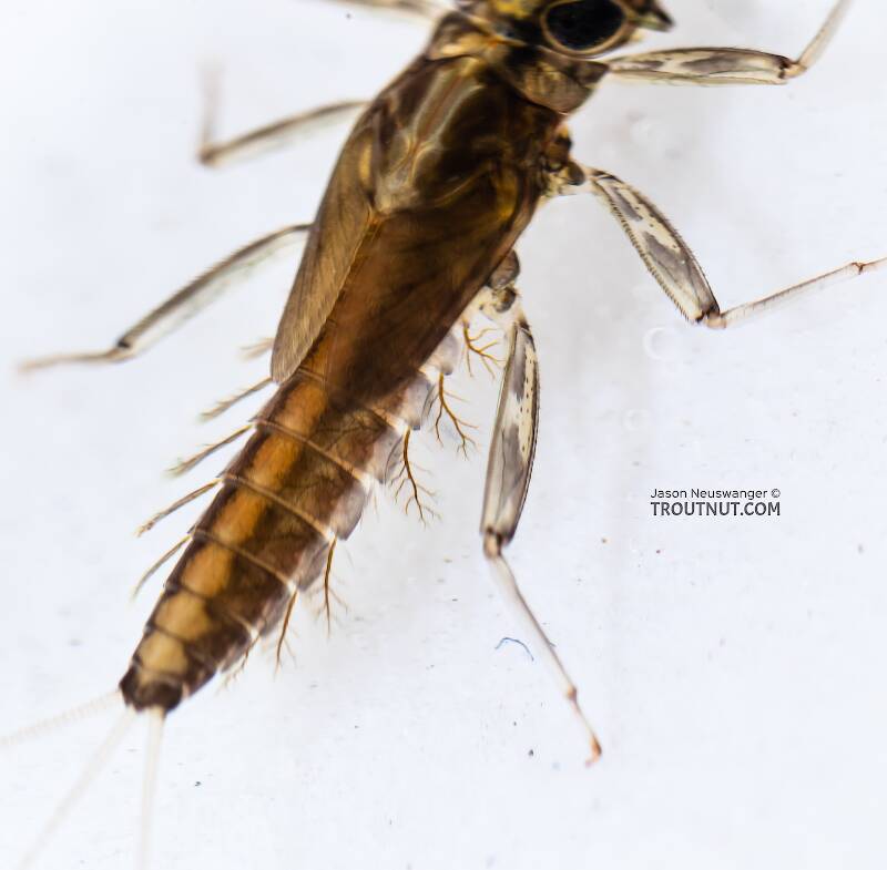 Cinygmula (Dark Red Quill) Mayfly Nymph Pictures