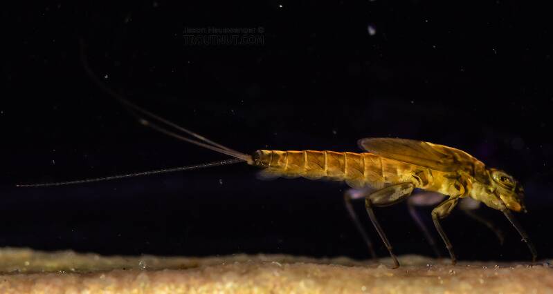 Cinygmula (Dark Red Quill) Mayfly Nymph Pictures
