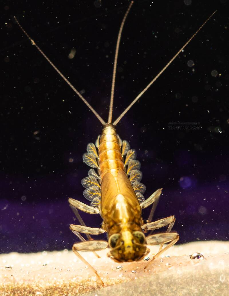 Cinygmula (Dark Red Quill) Mayfly Nymph Pictures