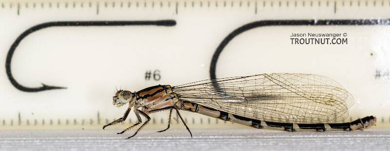 Odonata-Zygoptera (Damselfly) Insect Adult Pictures