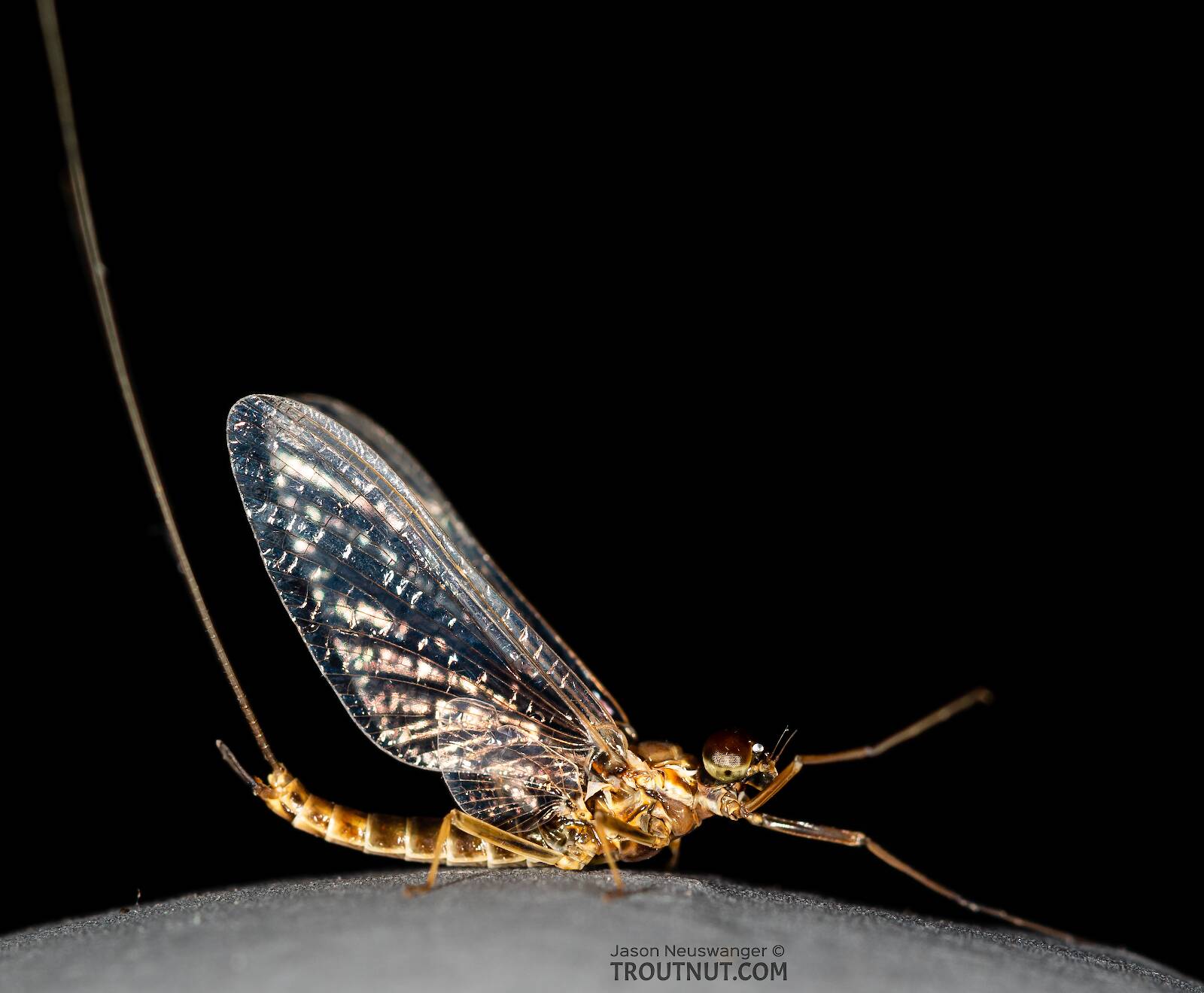 Male Rhithrogena undulata (Small Western Red Quill) Mayfly Spinner Pictures