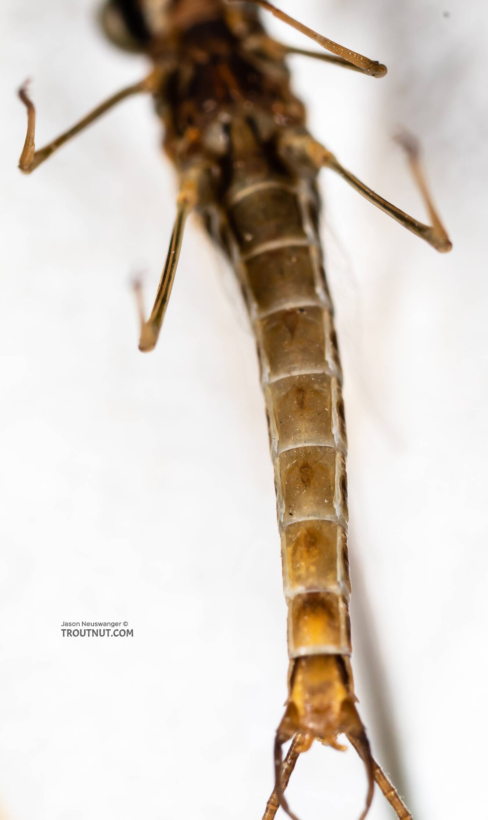 Male Rhithrogena undulata (Small Western Red Quill) Mayfly Spinner Pictures