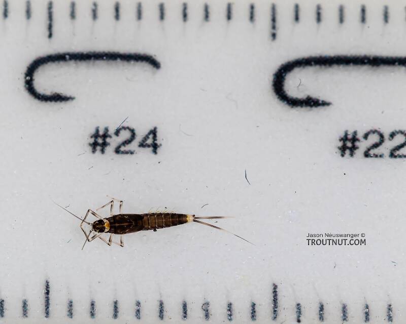 Red Runner Nymphs Ruler Diphetor hageni (Little Blue-Winged Olive) Mayfly Nymph Pictures