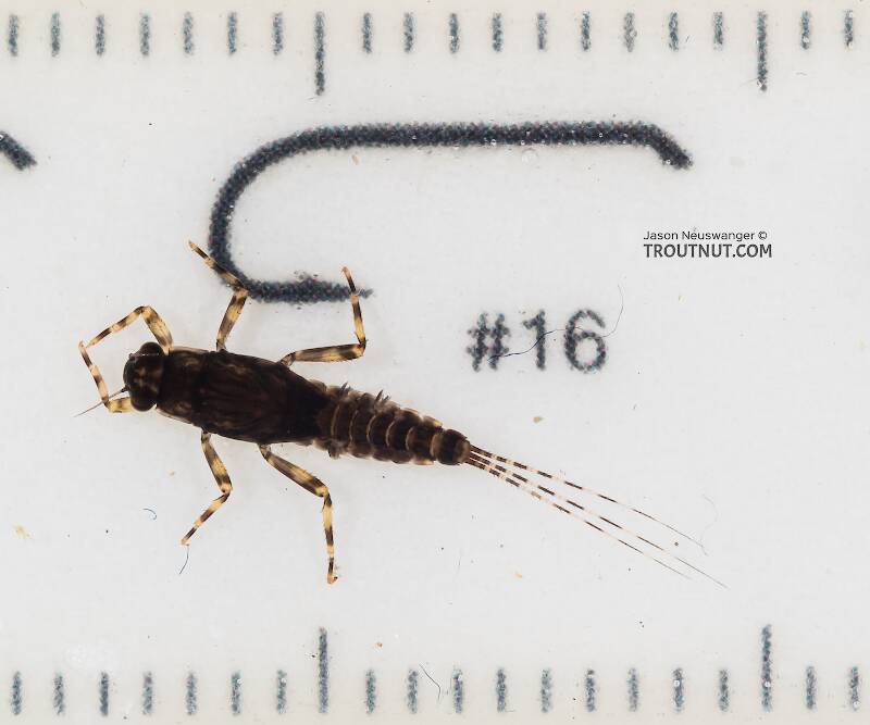 Red Runner Nymphs Ruler Ephemerella tibialis (Little Western Dark Hendrickson) Mayfly Nymph ...