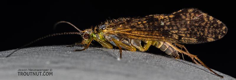 Brown and Green Caddisflies