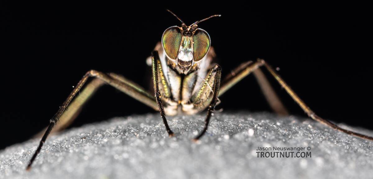 Arthropod Class Insecta (Insects)