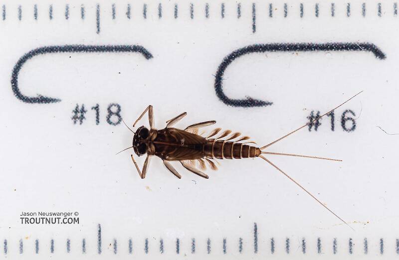 Red Runner Nymphs Ruler Cinygmula (Dark Red Quill) Mayfly Nymph Pictures