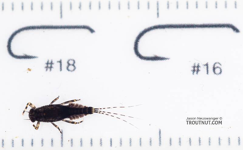 Red Runner Nymphs Ruler Serratella micheneri (Little Dark Hendrickson) Mayfly Nymph Pictures