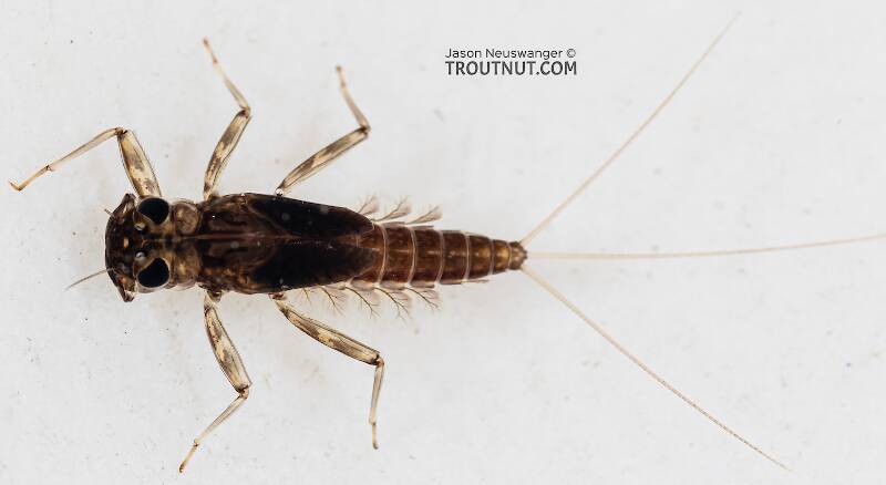 Cinygmula (Dark Red Quill) Mayfly Nymph Pictures