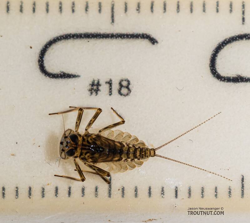 Red Runner Nymphs Ruler Epeorus longimanus (Slate Brown Dun) Mayfly Nymph Pictures