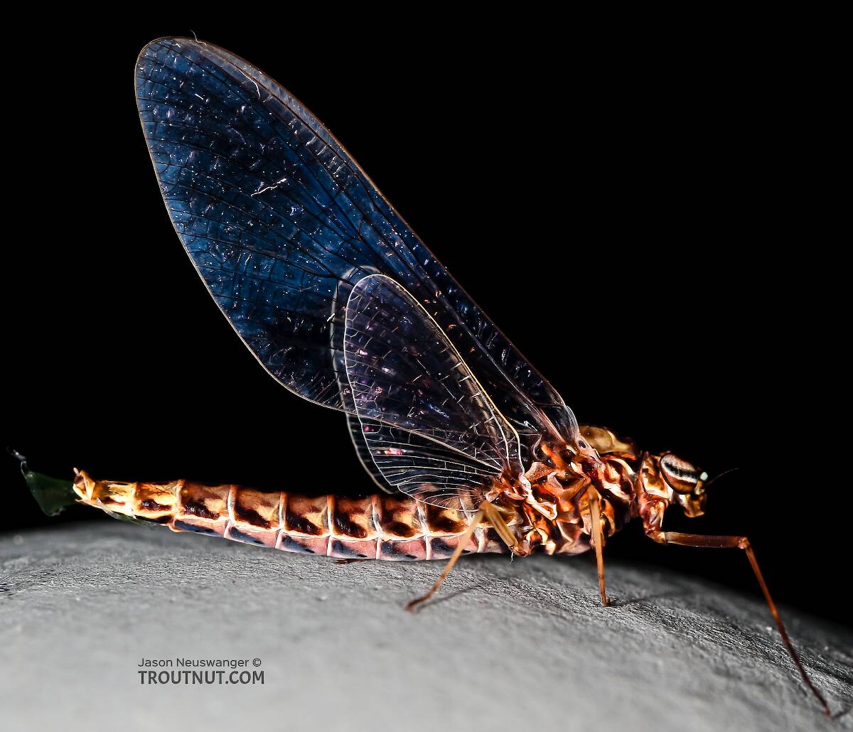 Female Siphlonurus occidentalis (Gray Drake) Mayfly Spinner Pictures