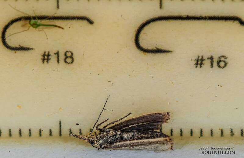 Lepidoptera (Moth) Insect Adult Pictures