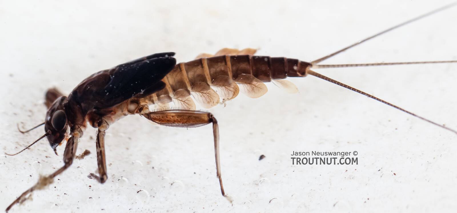 Cinygmula (Dark Red Quill) Mayfly Nymph Pictures