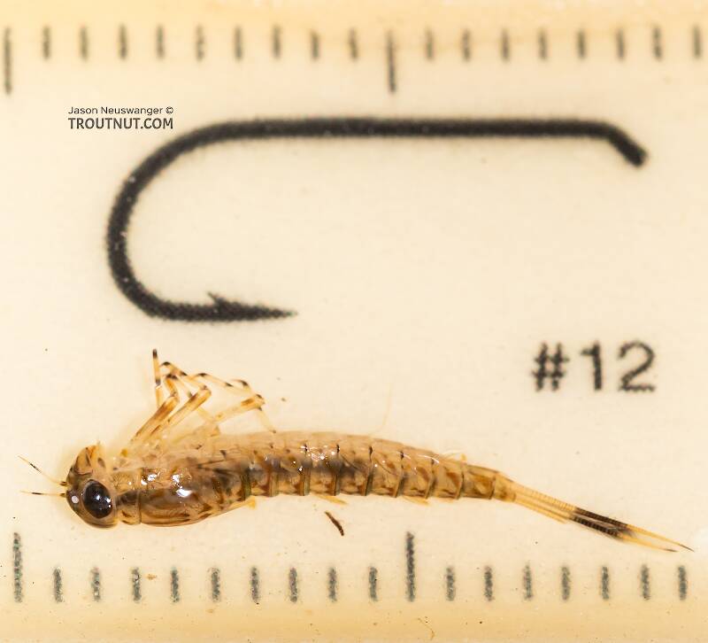 Red Runner Nymphs Ruler Ameletus vernalis (Brown Dun) Mayfly Nymph Pictures