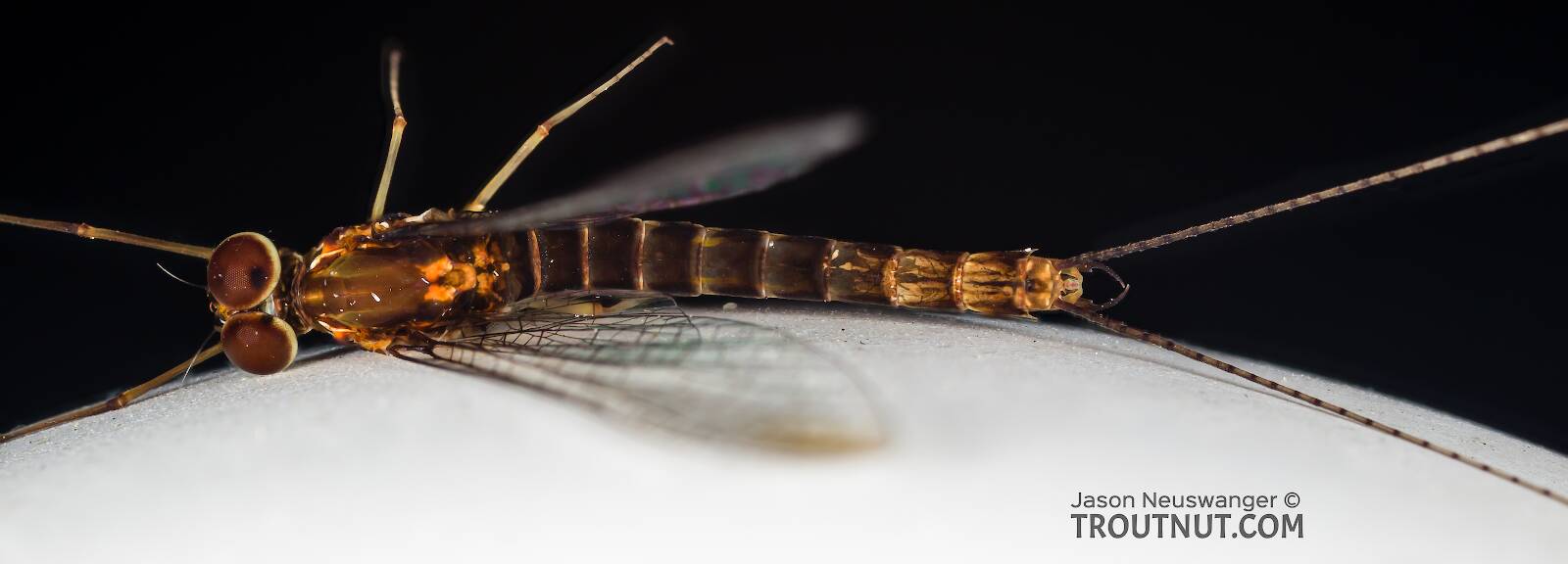 Male Siphlonurus (Gray Drake) Mayfly Spinner Pictures