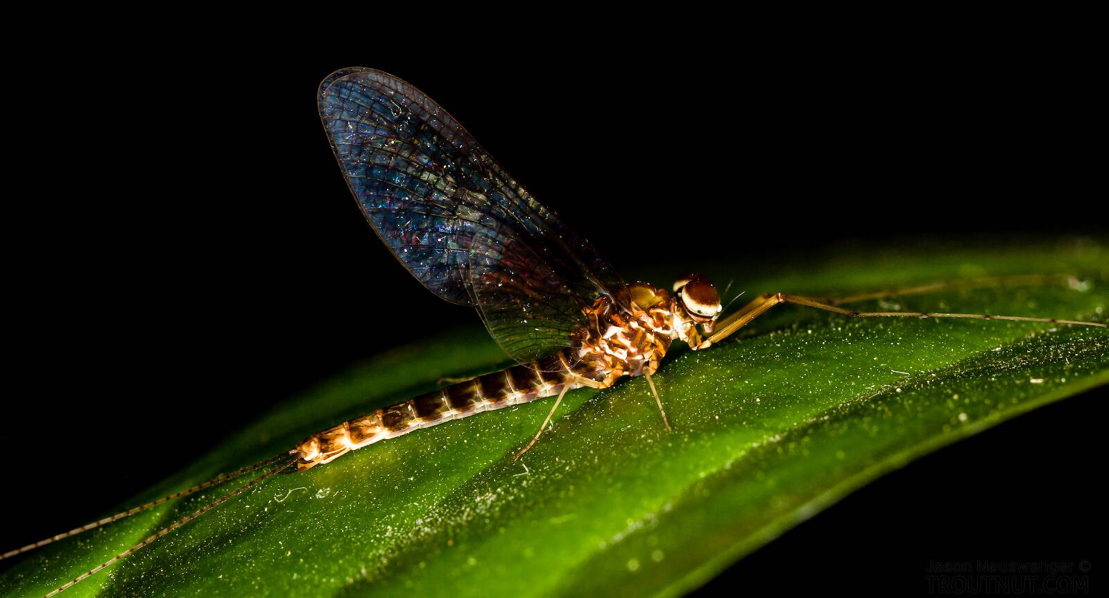 Male Siphlonurus (Gray Drake) Mayfly Spinner Pictures