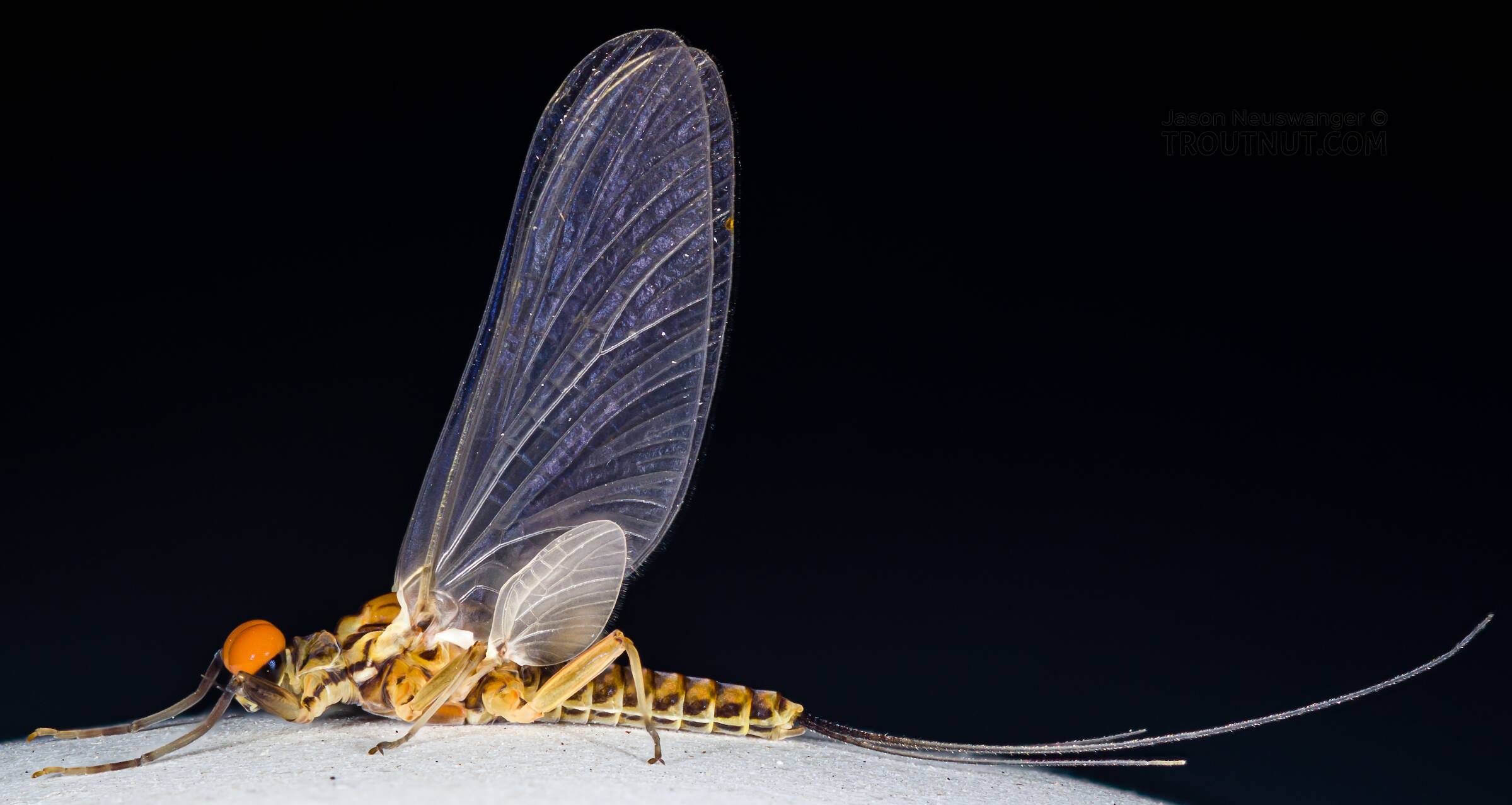 Mayfly Encyclopedia: 4900+ photos, life cycles, & fly fishing hatches