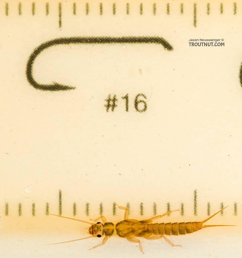 Red Runner Nymphs Ruler Sweltsa (Sallfly) Stonefly Nymph Pictures