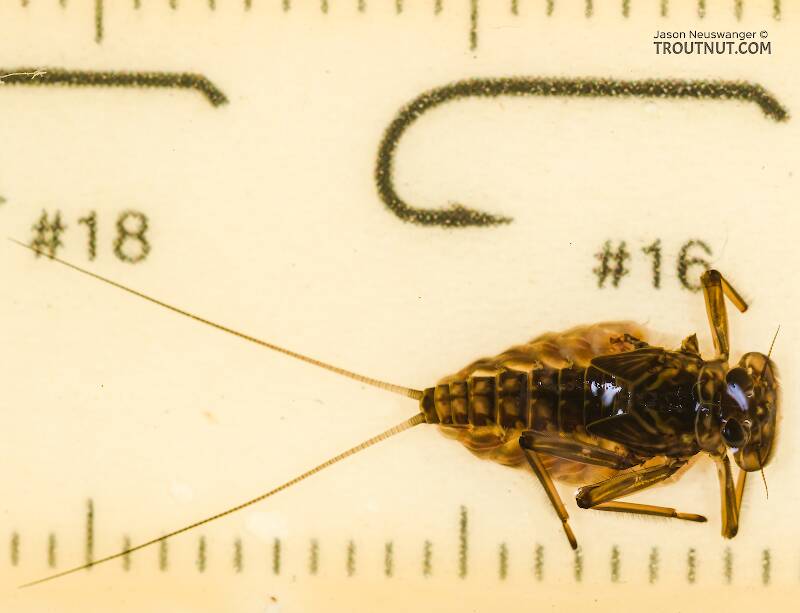 Red Runner Nymphs Ruler Epeorus grandis Mayfly Nymph Pictures