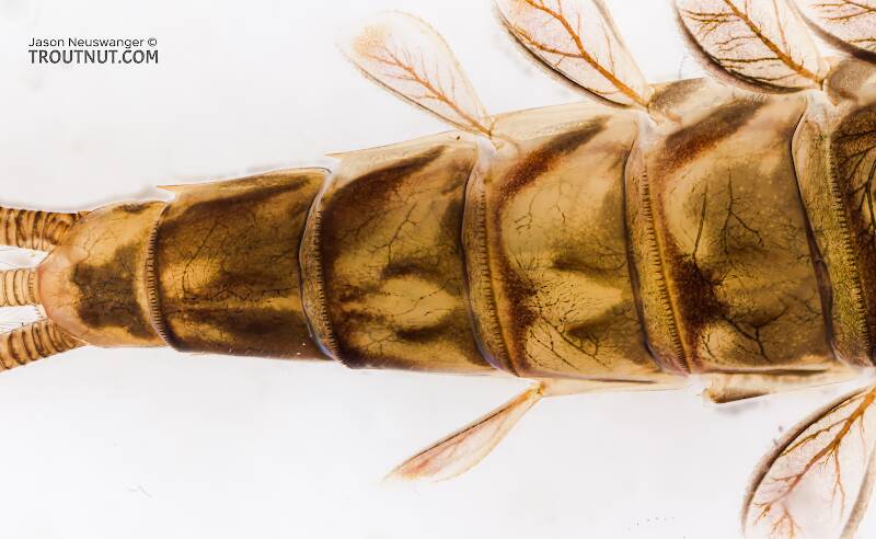 Male Ameletus vernalis (Brown Dun) Mayfly Nymph Pictures