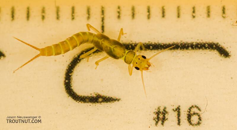 Red Runner Nymphs Ruler Alloperla (Sallfly) Stonefly Nymph Pictures