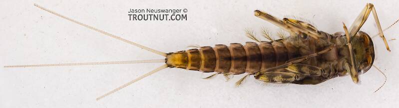 Cinygmula (Dark Red Quill) Mayfly Nymph Pictures