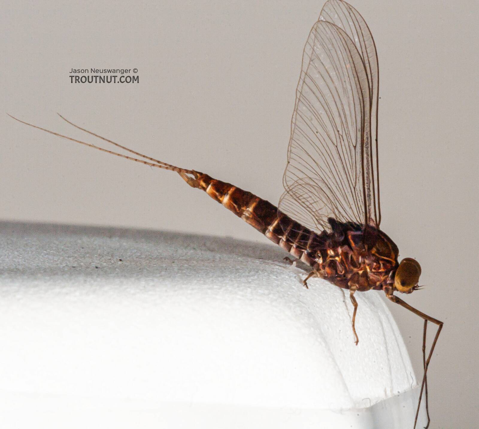 Male Baetisca laurentina (Armored Mayfly) Mayfly Spinner Pictures