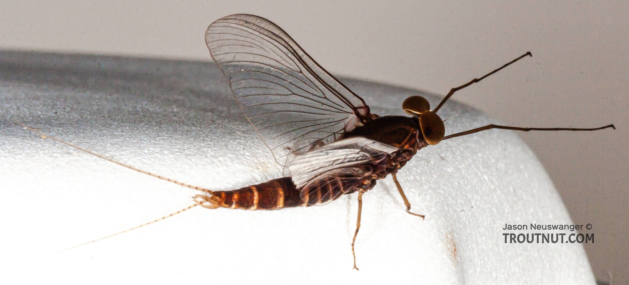 Male Baetisca laurentina (Armored Mayfly) Mayfly Spinner Pictures