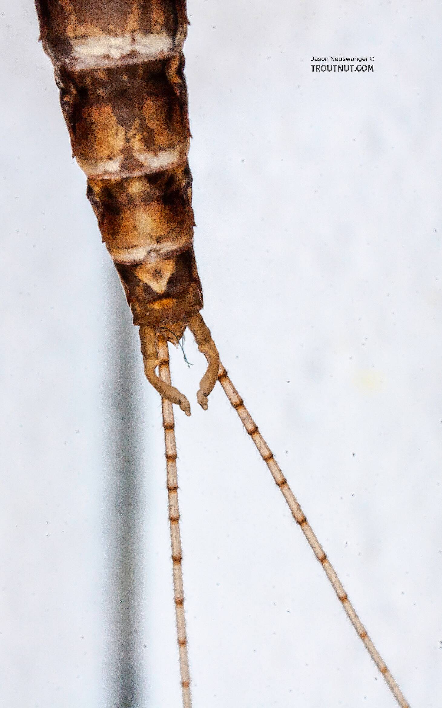 Male Baetisca laurentina (Armored Mayfly) Mayfly Spinner Pictures