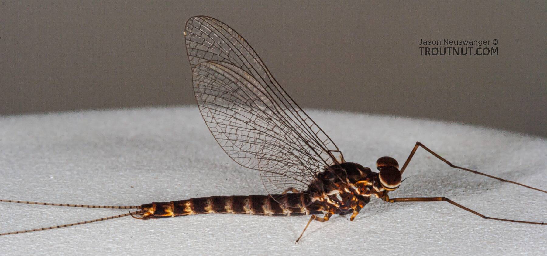 Male Siphlonurus quebecensis (Adams) Mayfly Spinner Pictures