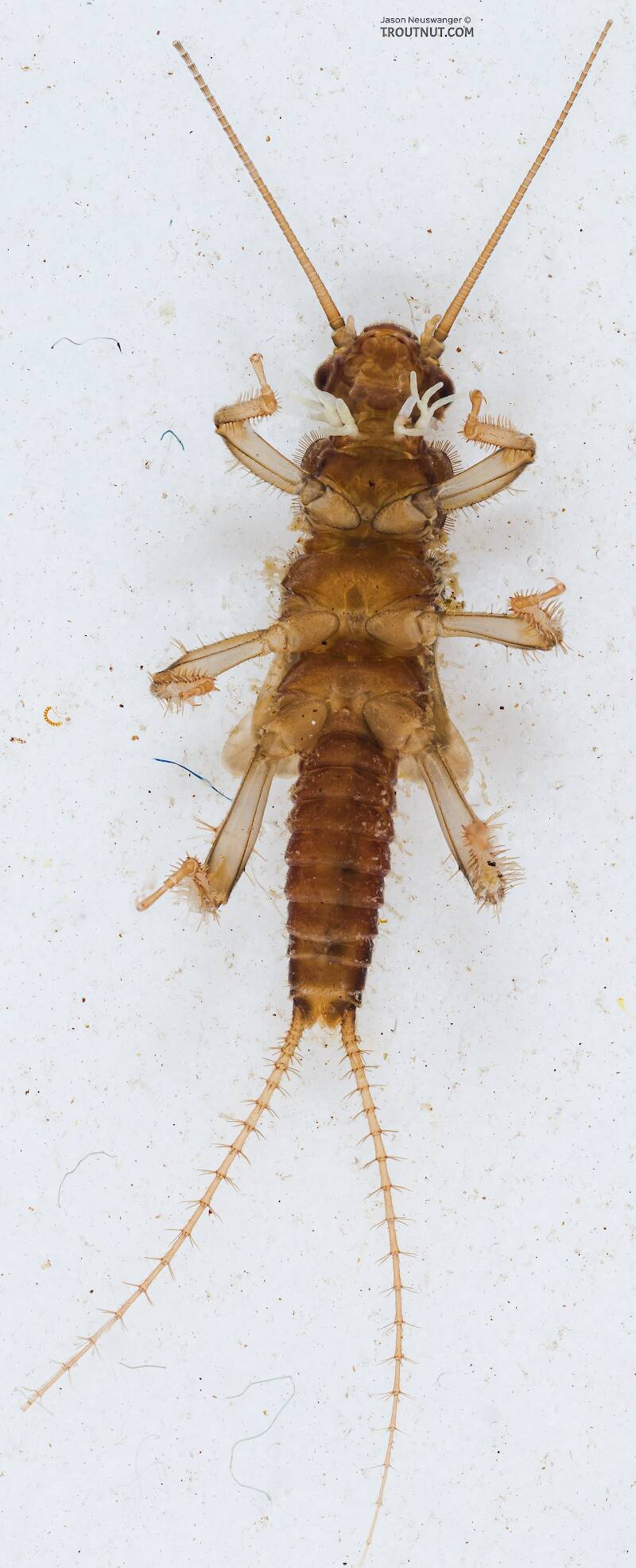 Zapada cinctipes (Tiny Winter Black) Stonefly Nymph Pictures