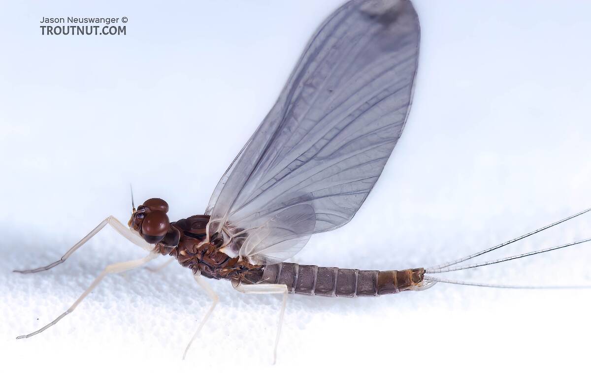 Mayfly Species Neoleptophlebia mollis (Jenny Spinners)