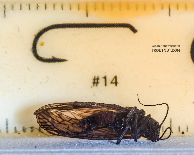 Sialidae (Alderfly) Insect Adult Pictures