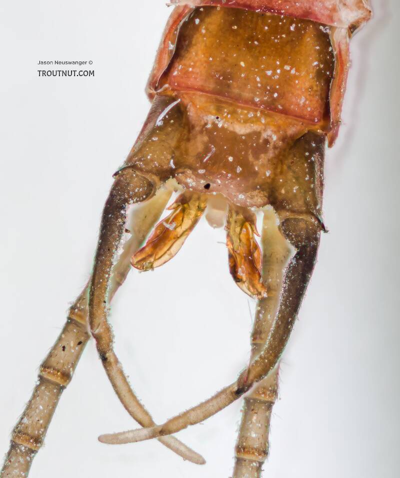 Male Rhithrogena morrisoni (Western March Brown) Mayfly Spinner