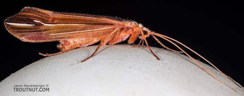 Lateral view of a Female Psychoglypha (Limnephilidae) (Snow Sedge) Caddisfly Adult from Nason Creek in Washington