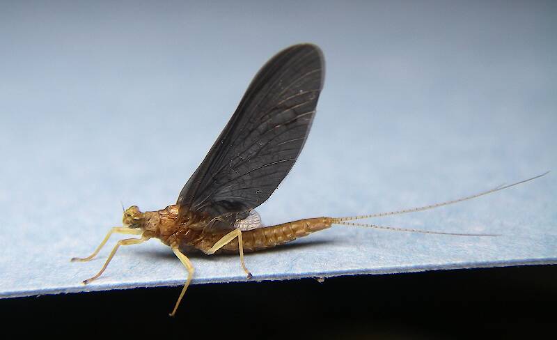 Tigani Insect Timpanoga?
