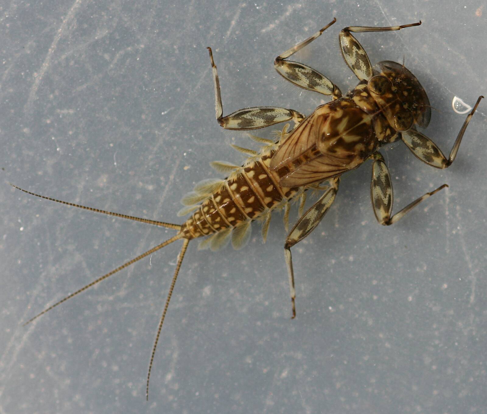 Nixe species (kennedyi?)